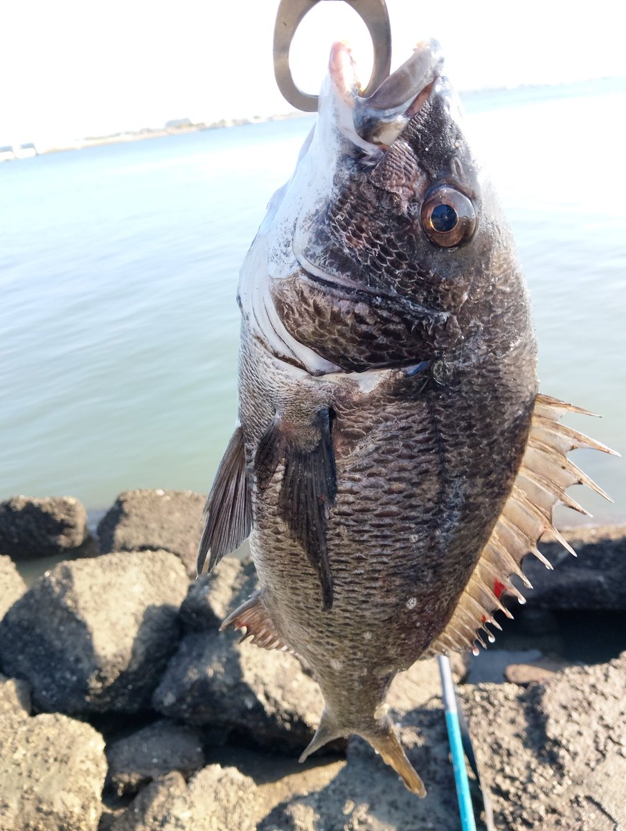 遊神チヌ　様　確認ページ❗ 遊神チヌ 様 確認ページ❗ 遊神チヌSP 様 確認ページ❗ 遊神チヌSP 様