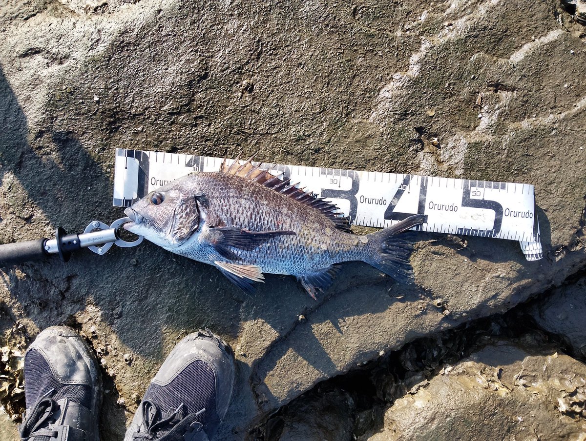 釣りとアイドルと私～しけたこ on X