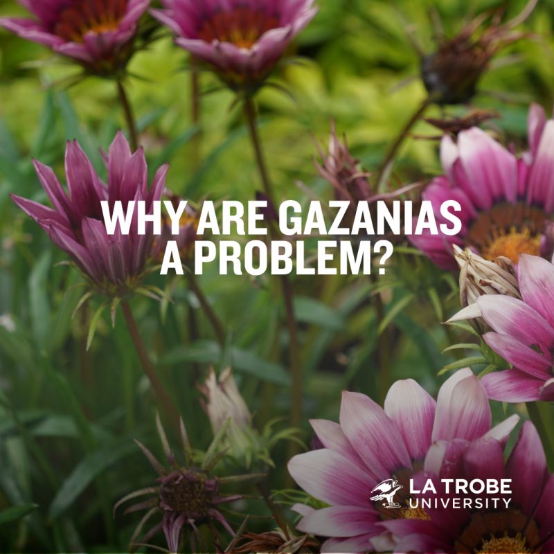 "They just exploded. Nothing else will grow." Loxton farmer Robin Schaefer's lentil paddocks are now wall-to-wall #gazanias, an invasive weed still sold in most Australian nurseries. La Trobe <a href="/a1bajwa/">Ali Bajwa</a> researcher shows they're resistant to herbicides. Calls grow for national ban