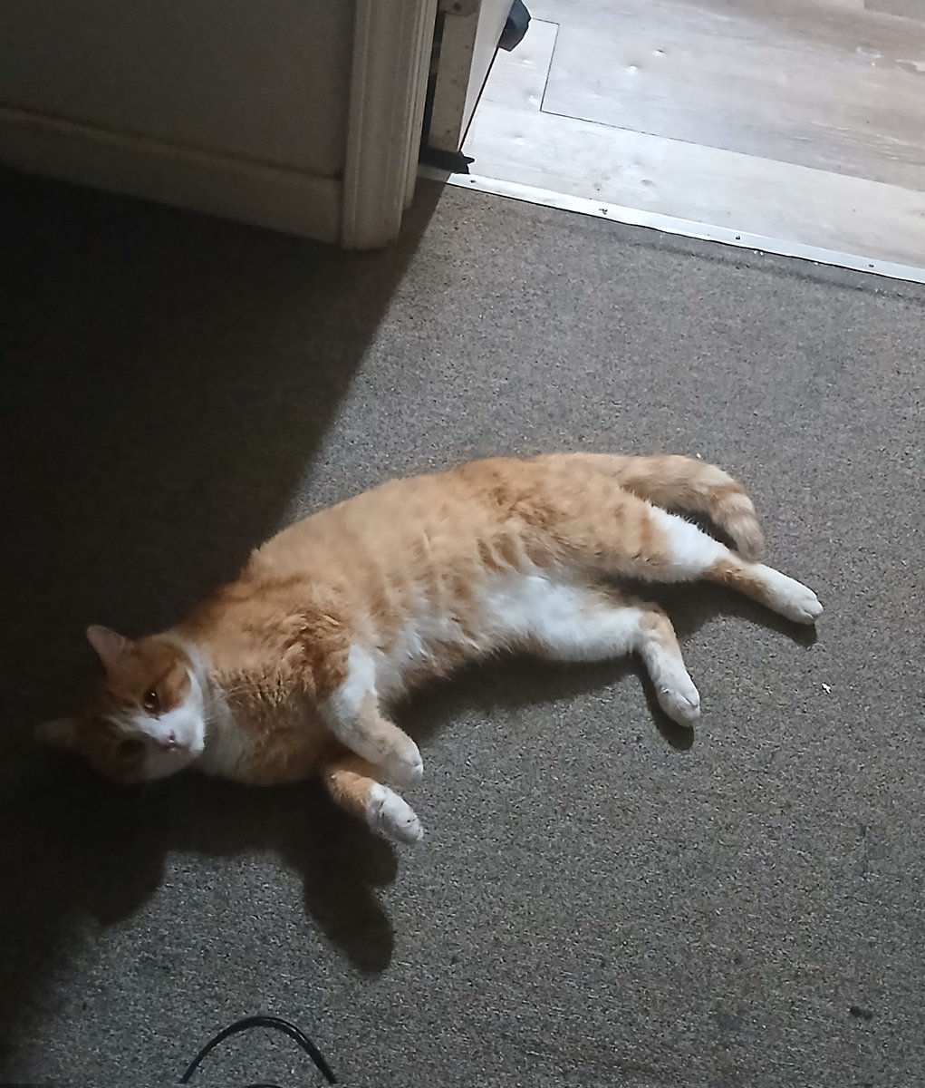 joltliger's tweet photo. I love him so much he just so cute!!! https://t.co/OoAQJ5G41B