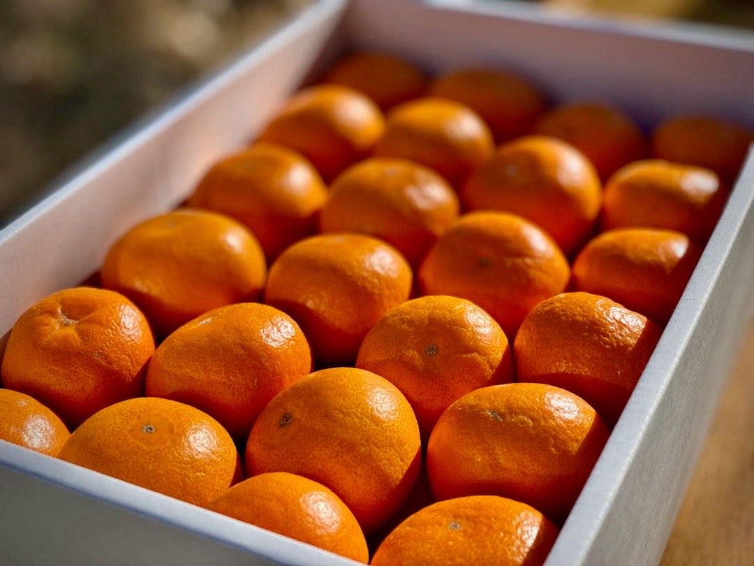 みかんさまのページ みかんページ みかんページ ミカン様 ミカン様 蜜柑様 レビュー】ZX