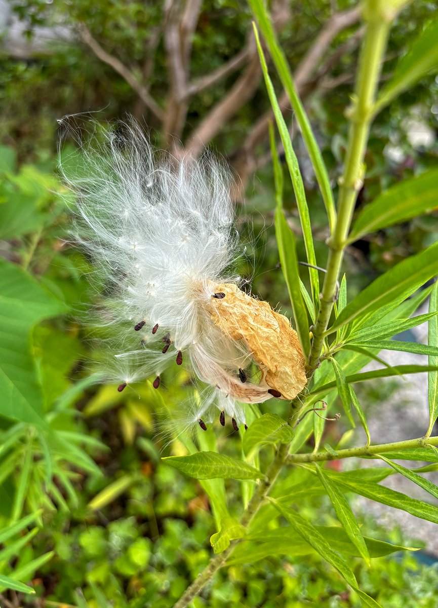 おはようございます！今日の高知市は晴れ⛅️

写真は会社の庭に植わっちゅうフウセントウワタ
花の下にトゲトゲの実ができちゅう
実の中からは種と綿毛が出てくるで
花言葉は「いっぱいの夢」「楽しい生活」「隠れた才能」
ユニークやねぇ
ほいたら今週もよろしゅうに！
#企業公式が朝の挨拶を言い合う