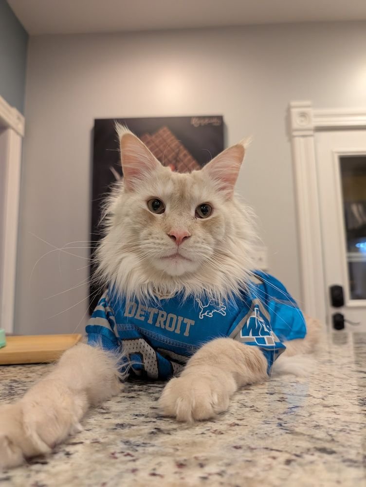 EricSWalz's tweet photo. My 'resident lion' is happy that his favorite team,  the Detroit Lions,  beat the Washington Commanders on Sunday. #NFL #DetroitLions #NFLSuday https://t.co/5o6CBX5azY