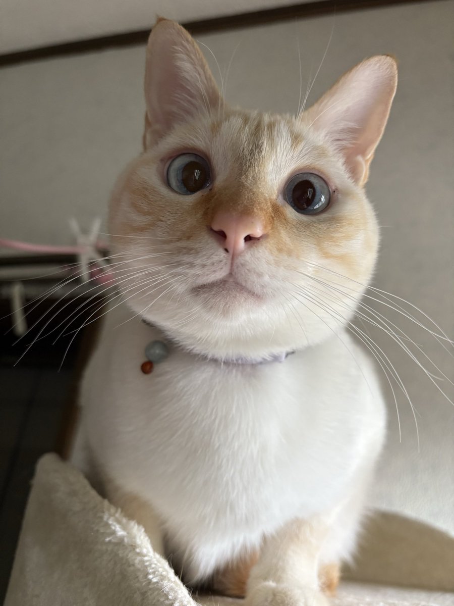 ねこ 錦彩 七福神福助招き猫・16号 7656 錦彩 七福神福助招き猫・16号 7656