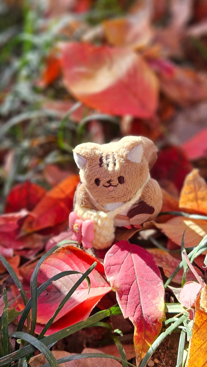 다다🐿 너무 귀여워!!!! 확신의 가을 웜톤 아기 다람쥐!!!!😆😆🐿🍂