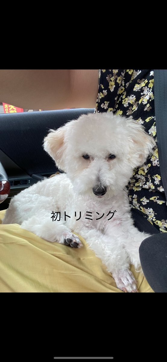 suku_ponta's tweet photo. 一目惚れだったんですよ、可愛くて♡
初のトリミングの姿に驚き。別犬かと思い次は別のところに出したんですよ。現在の姿から、初トリミングはトリマーさんのカットじゃないって事でいいですか？慰めのつもりかキーホルダーまでくれました。いらない。なぜこんな姿に😭 https://t.co/piCk54vw1W