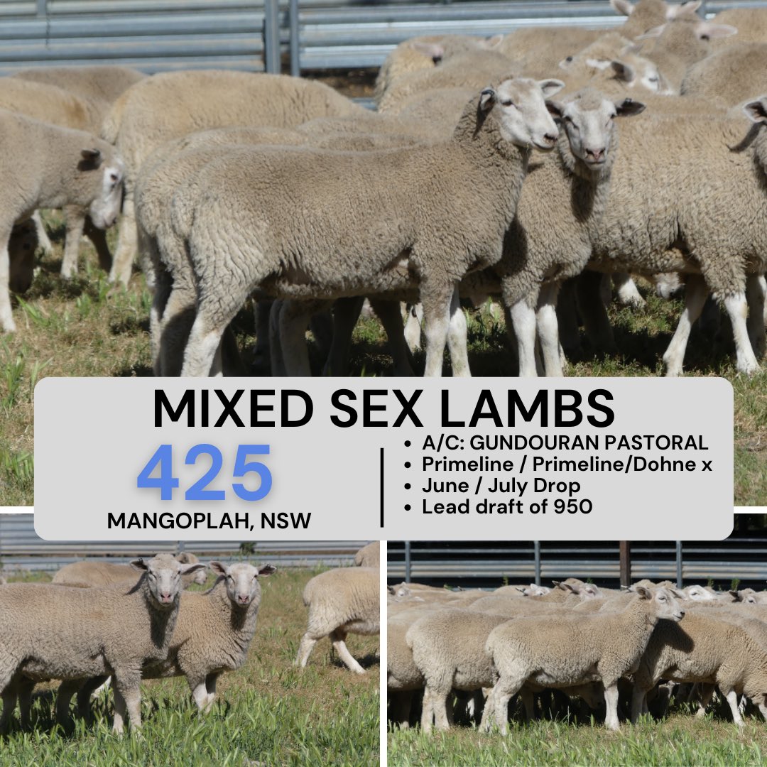 Another massive run of Primeline Maternal Ewes, Ewe Lambs, and Store lambs up tomorrow on <a href="/AuctionsPlus/">AuctionsPlus</a>