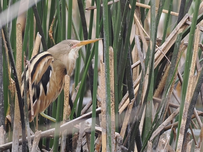 Chile day 3: Only managed a few hours birding as we had to return the car due to the  smashed window &amp; catch our new flight to Arica - 24 hours earlier than originally planned. But it was a great few hours birding - scoring on 2x singing Stripe-backed Bitterns.