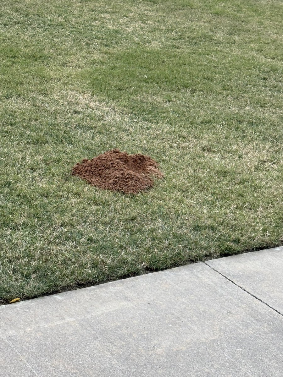 Vern_Charette's tweet image. I’ve come to the conclusion that Paul’s thorn in 2 Corinthians 12 was a mole.