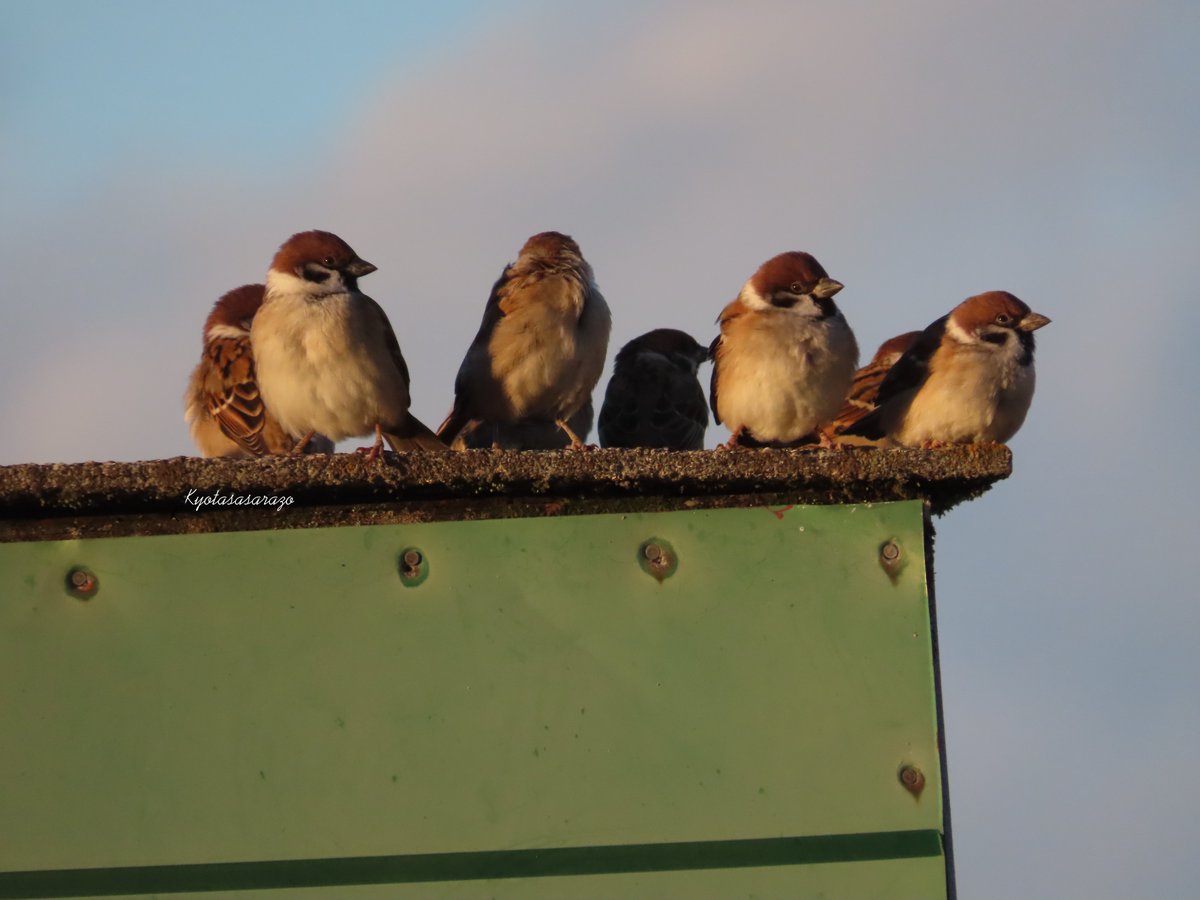 鉛筆画 雀 スズメ ネイチャー・スケッチ #スズメのスケッチ #スズメ『雀