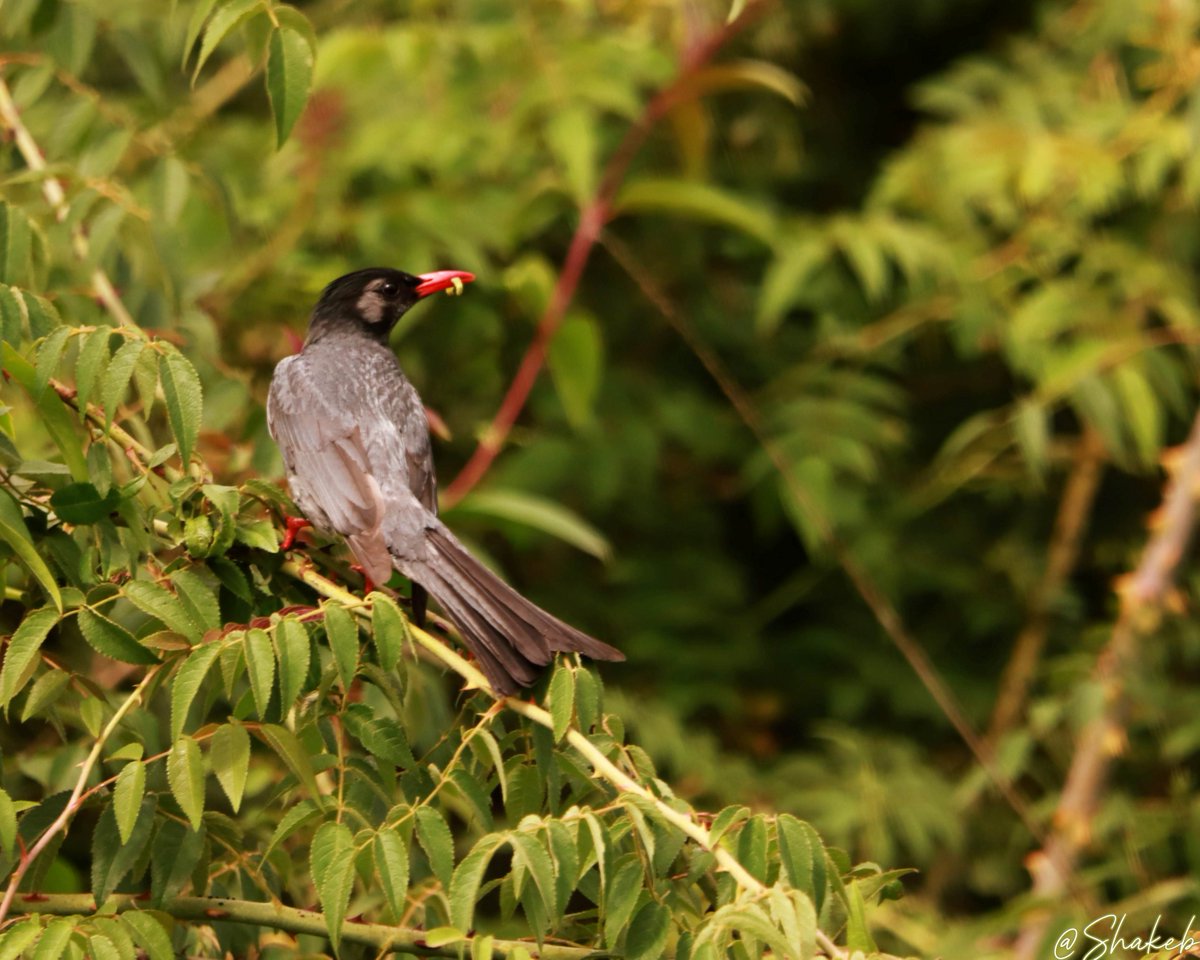 Black Bulbul
#birds #birdsconservation #WildLifeLovers #wildlife #WildlifeWednesday #Travel #canon #birdsoftwitter #NaturePhotography #nature #bhutan <a href="/bhutan/">Bhutan</a> <a href="/tourismbhutan/">Tourism Bhutan</a> <a href="/Drukair/">Drukair, Royal Bhutan Airlines</a> #Conservation #portrait #portraitphotography #portraits