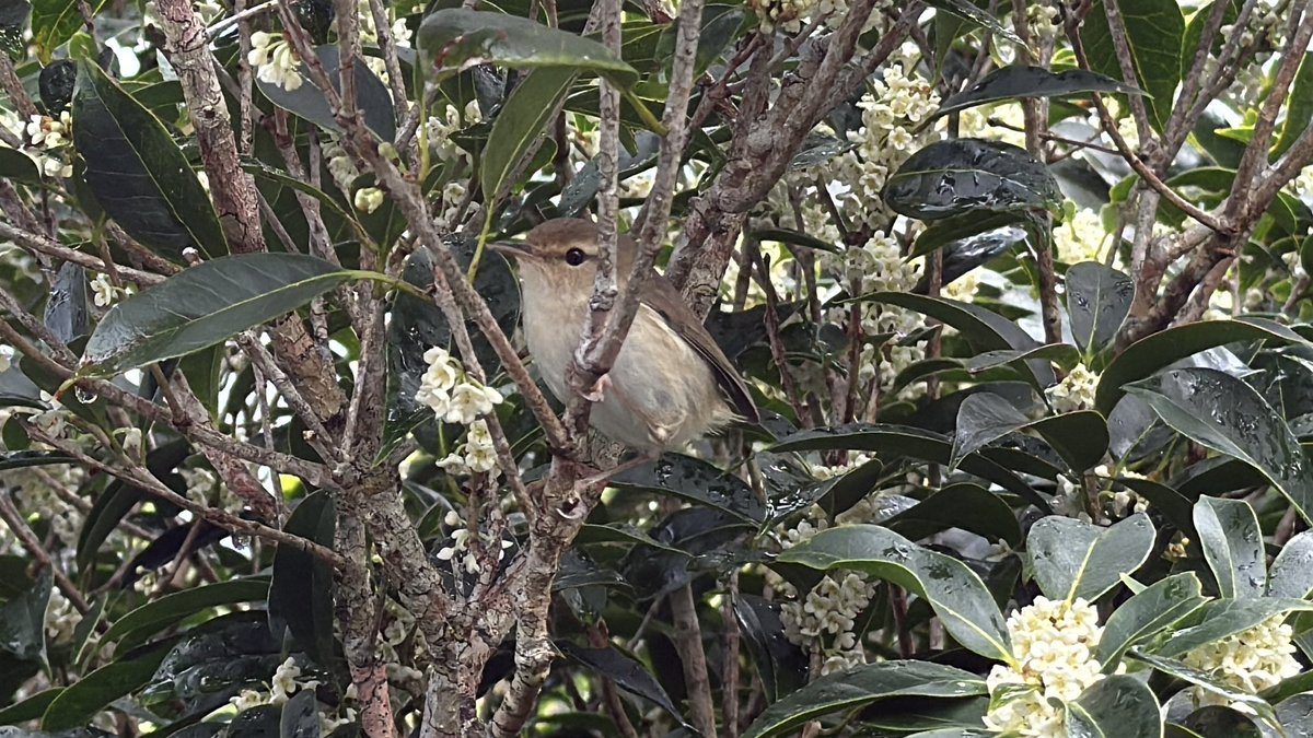 SAKIKO✴︎2026年tour受付中 on X