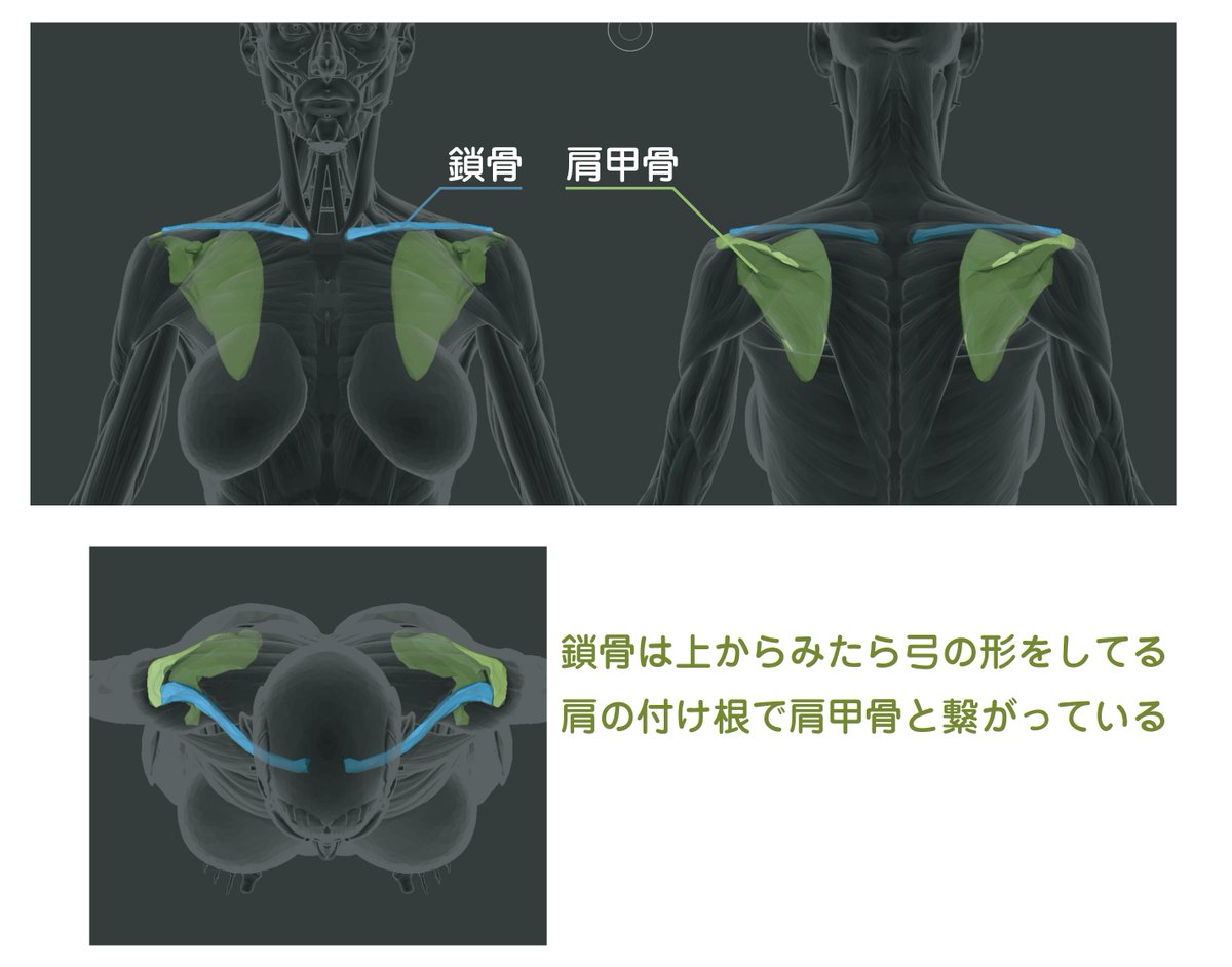 鎖骨と肩甲骨