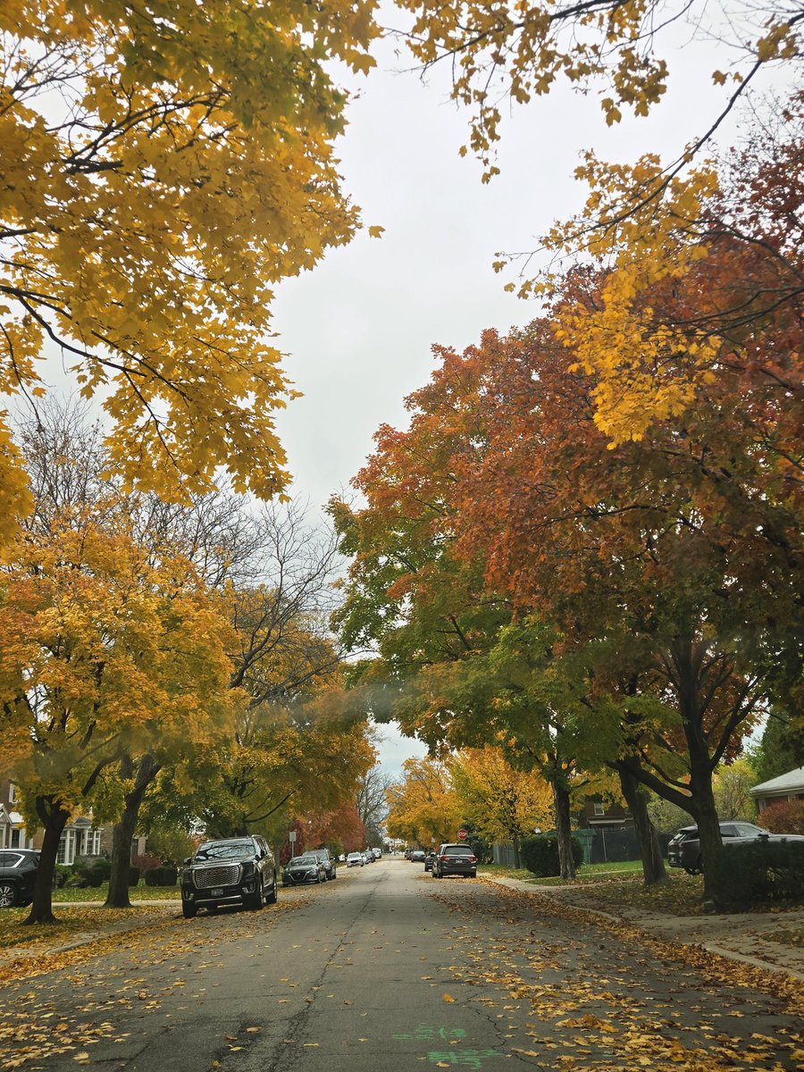 오늘 시카고엔 가벼운 눈발이 날렸다
눈발에도 멈추지 않는 단풍의 마지막 불꽃🔥. 붉고 노란 색채가 최고조에 달한 우리 동네의 가을.