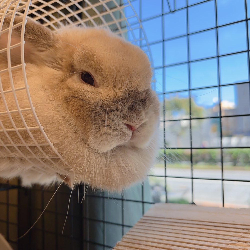 うさぎのしっぽ恵比寿店 on X