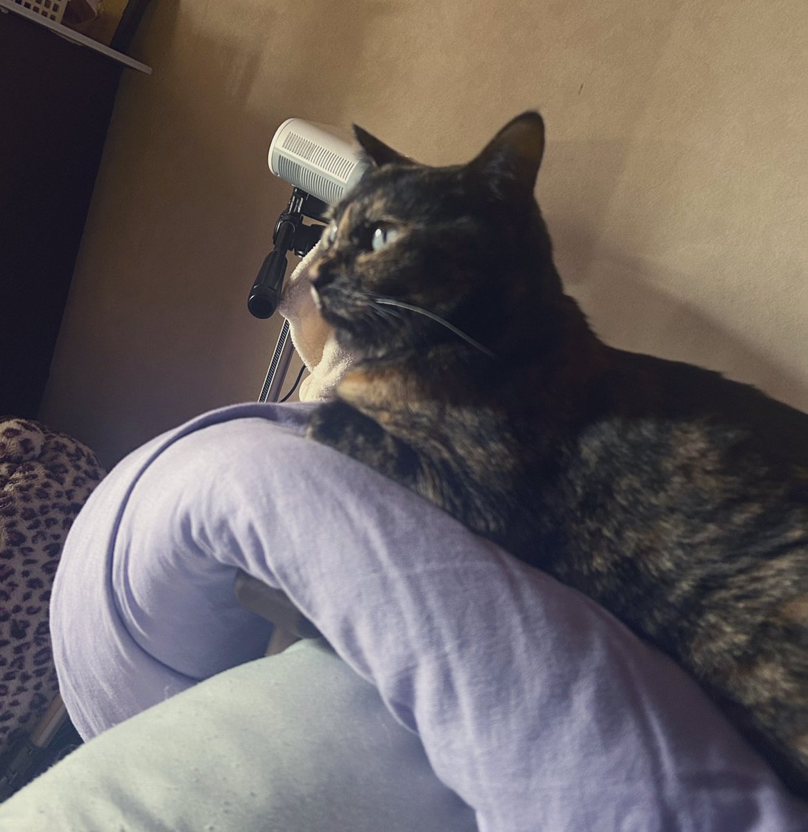 えぅ🐱線維筋痛症 on X