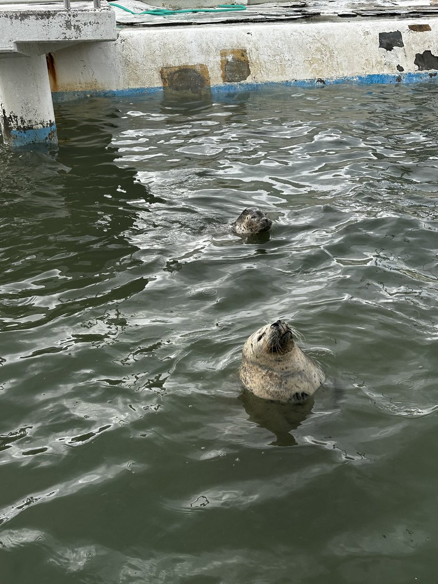 蒼の海ページ うみうし on X