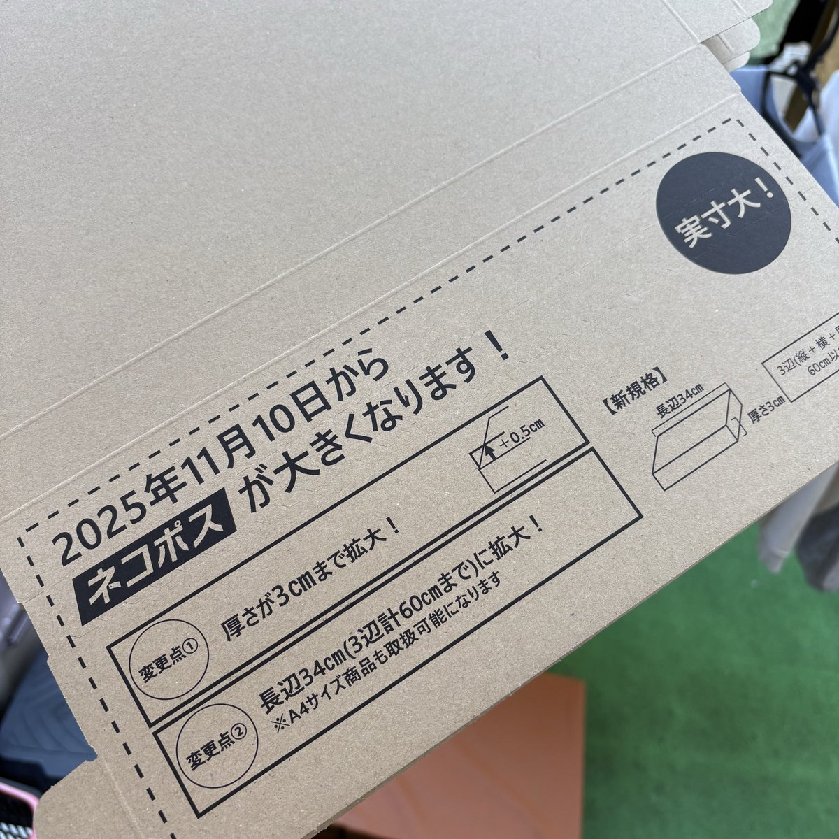 ヒメホウオウゴケ　980円　たっぷりネコポスサイズ　宅急便匿名配送 ネコポス