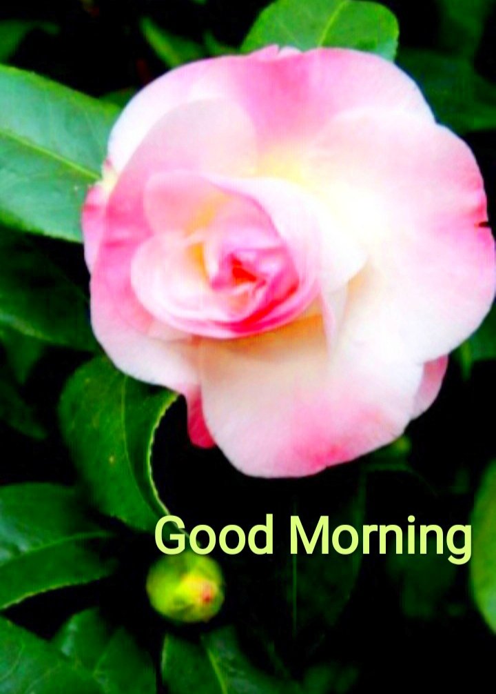 എല്ലാവർക്കും,
സജീവവും, വിജയകരവുമായ ദിനവും, പുതിയ വാരവും ആശംസിക്കുന്നു...
💚🌺🌺💚🌺🌺💚🌺🌺💚🌺🌺💚

Wishing you all a Livenessful and Successful New Week ahead 💓