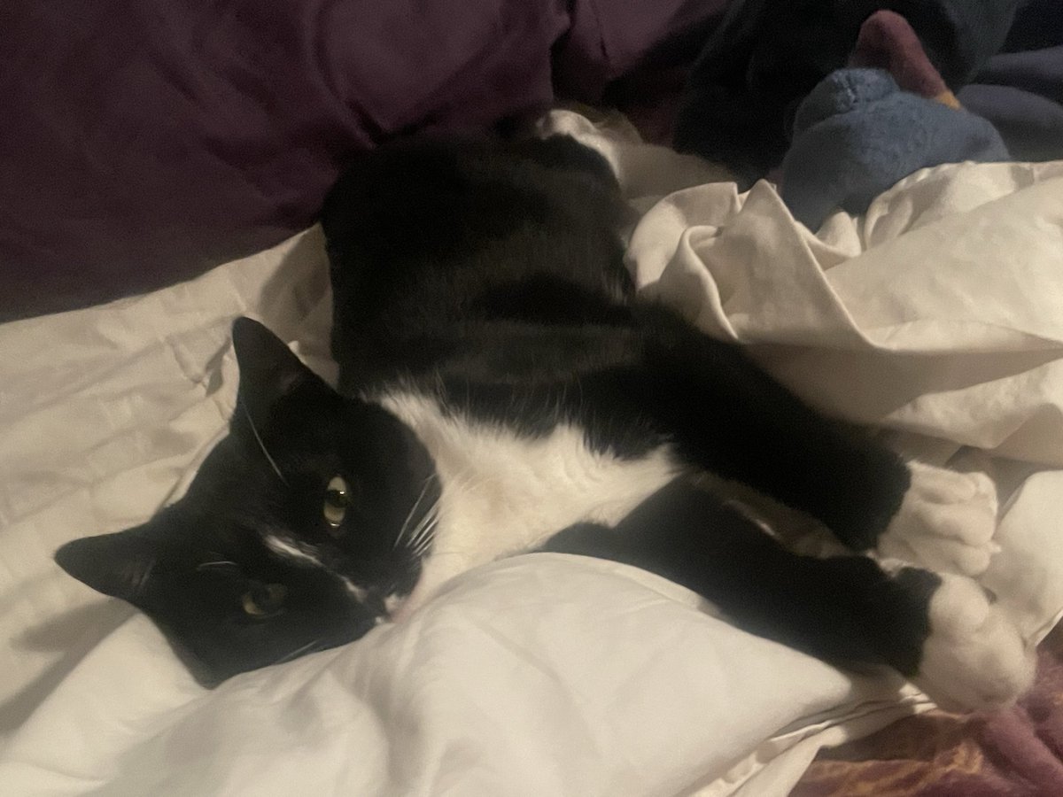 i Am a cat i eat so much Tunaaaa🐾