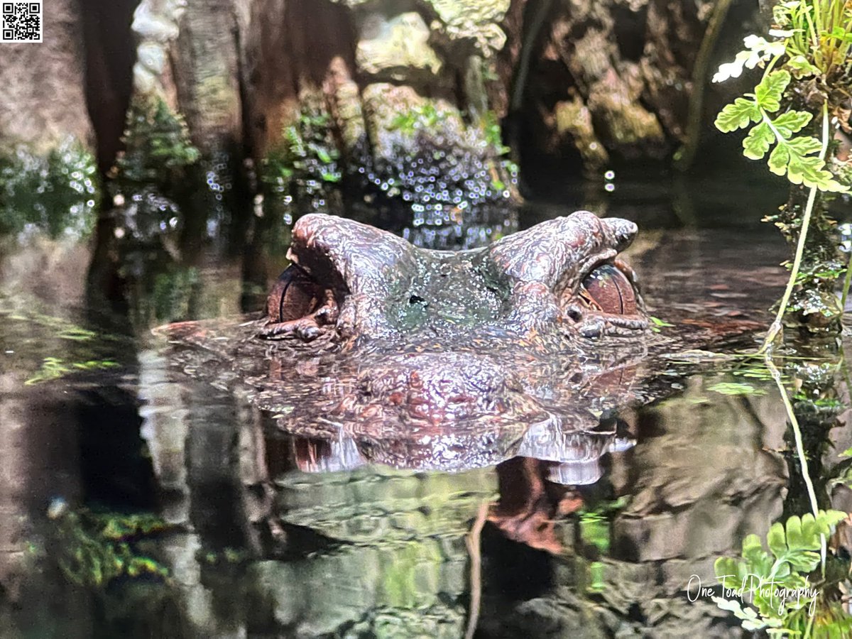 OneToad4u's tweet image. Like what you see? Want to see more #OneToadPhotography?

Consider Donating!!!

onetoadphotography.com/one-toad-photo…

@NatGeo @AnimalPlanet @Discovery