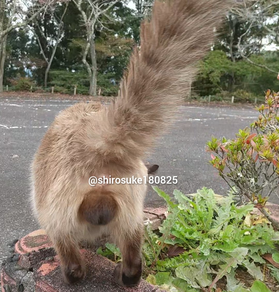 ★マロンです★ マドラス madras 「INTERCEPT」シリーズ スリッポン・ドレスシューズ