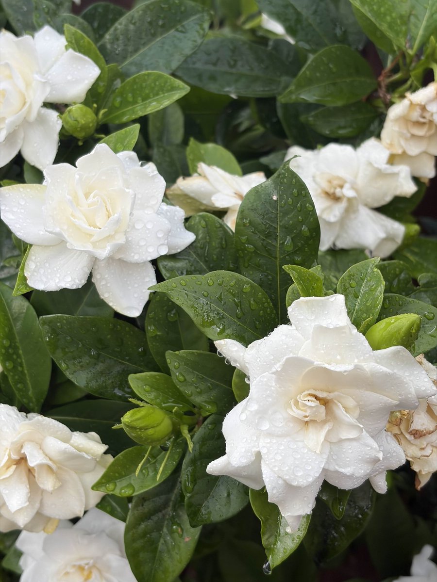 ⋆˚࿔ tweet media