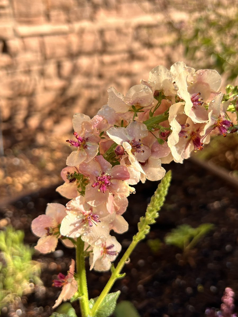Pretty Southern Charm Mullein 💕