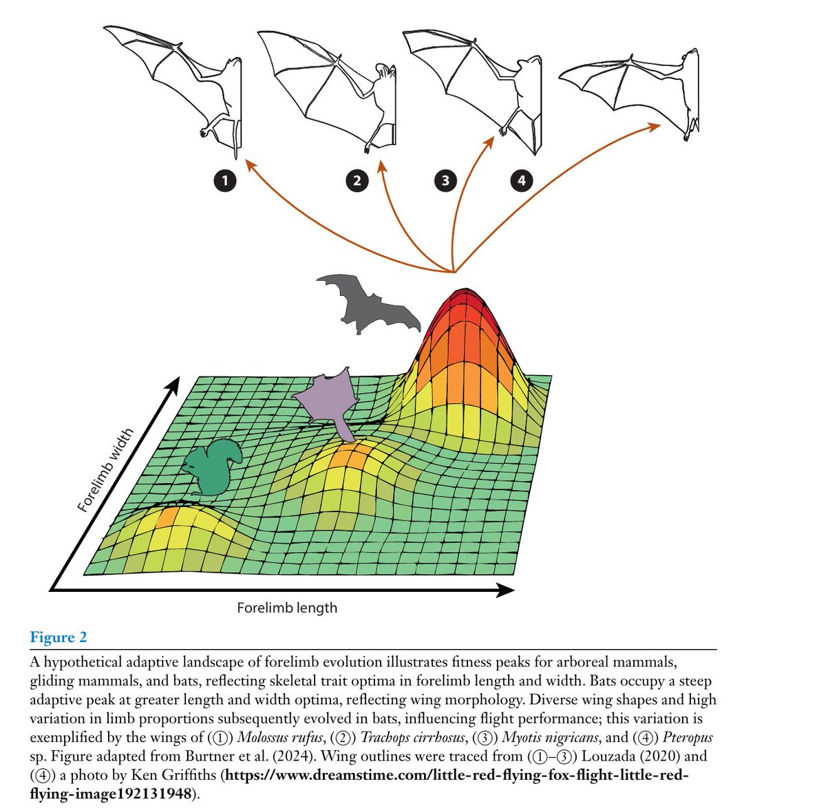 AndrejSpiridon4's tweet image. A big review of the evolution of bats:
annualreviews.org/content/journa…