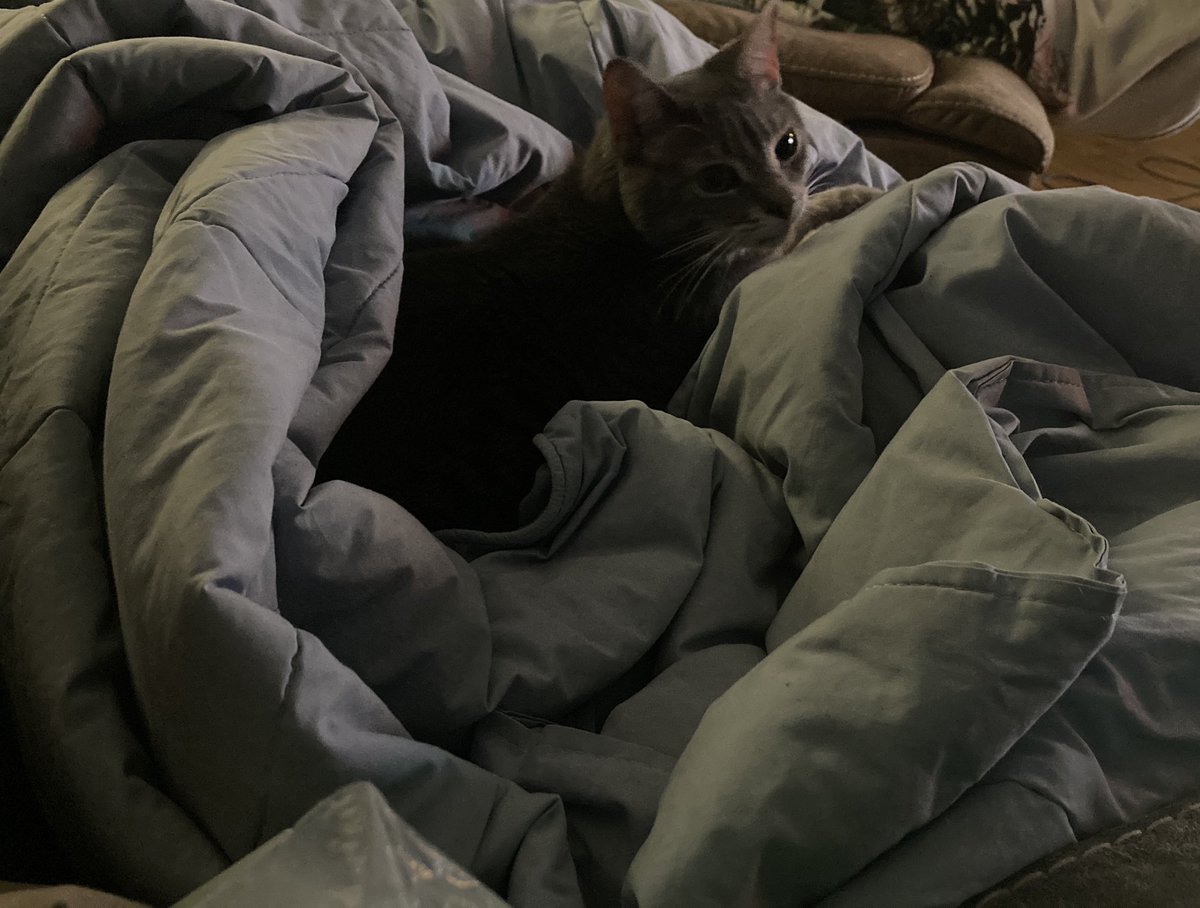 Our cat is a pampered boy. Look at this fluffy bed 🤣 He’s been here all afternoon cause he’s got it so good. 
<a href="/ThatGamerAyla64/">Ayla! (pls keep convos on my profile SFW/PG)</a>