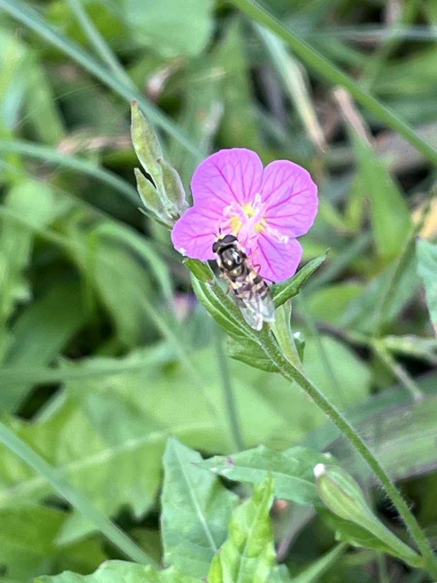 🎂カミママ🎉 on X