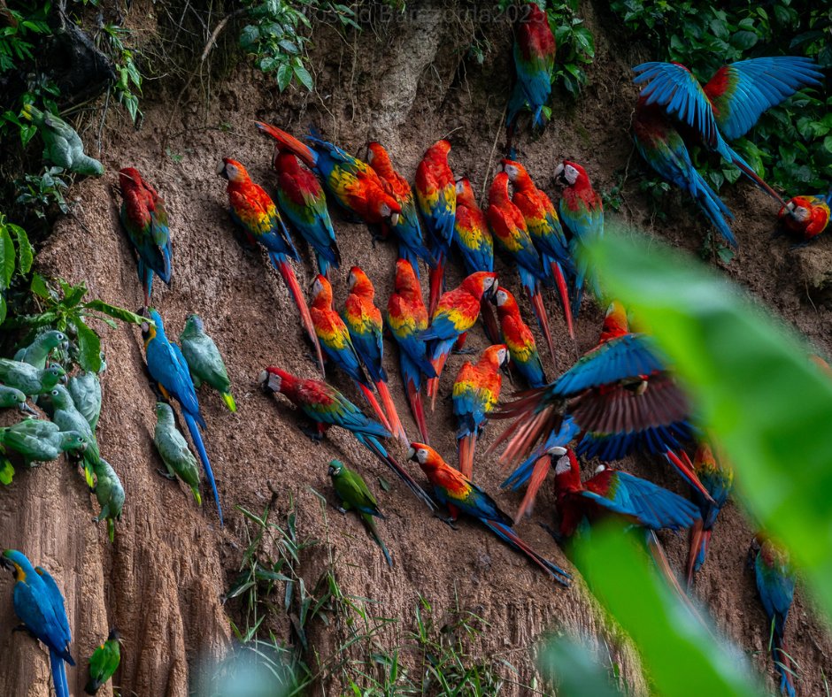 We’re thrilled to be featured in <a href="/TravelLeisure/">Travel + Leisure</a> in an inspiring story by Prachi Joshi, showcasing life at Refugio Amazonas. 

🔗 Read the full article here: hubs.ly/Q03Sh2-Z0