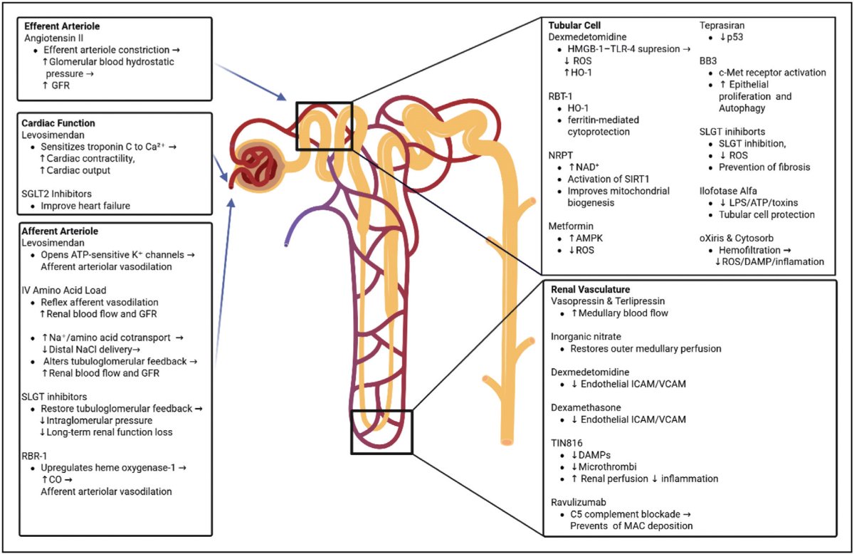 The therapeutic horizon of acute kidney injury in critical care: exploring pathology, promises, pitfalls, and progress

CCR Journal Watch 
criticalcarereviews.com/latest-evidenc…