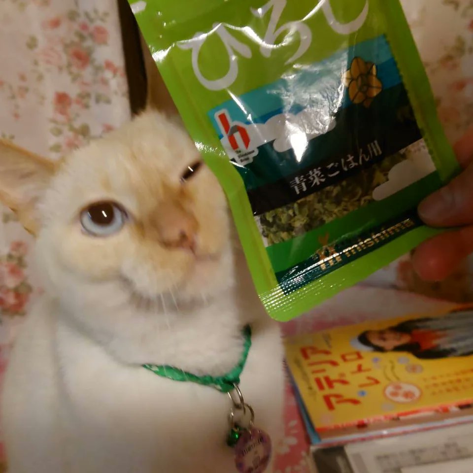 Hiroshi1970Cat's tweet image. ☀️🙋‍♀️❗おはよう笹かまふりかけひろし🌞✨新米🍙✨太っちゃうネ。
今日もよろしく😃✌️

#ねこ宇宙 #看板ねこ #まねきねこ #笹かま猫 #ねこのいる整体サロン