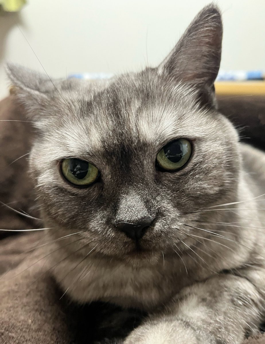 11/10(月)おはようございます
🍁🍂

伯母の四十九日法要無事供養できました🙏
朝から雨が降っていたのですが納骨時だけ止みました✨
墓石には「倶会一処」伯母と再会の約束をしました🍀

今週もよろしくお願いします

佳い一日をお過ごしください
🐈‍⬛🤎🧡