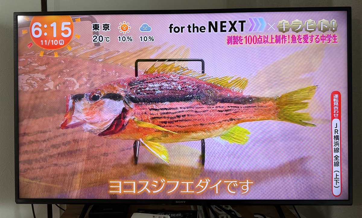 hello_sosuke's tweet image. 今朝、放送していただきました🐟✨
本当にありがとうございます🐟✨
#キラビト
#めざましテレビ