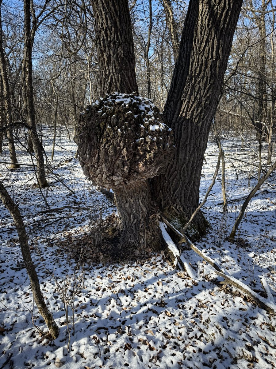 Cale Jefferies tweet media