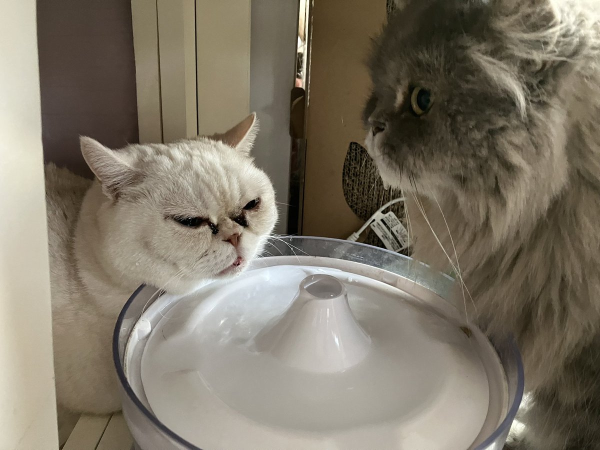 ねこカフェMimi on X