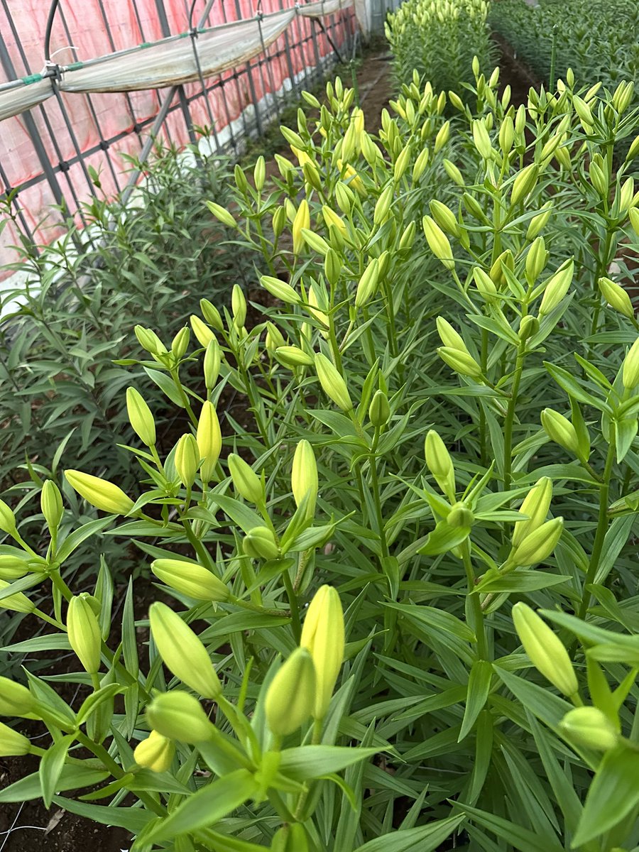 ユリです！ CNCOLETECH CVD II-VI ZnSe フォーカスレンズ 直径:18mm 19mm 20mm FL