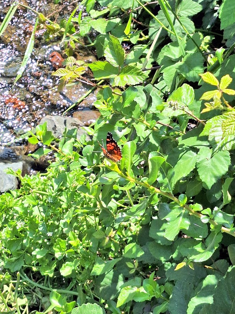 Conectando 💚✨️ para siempre entregarles mi mejor versión en las sesiones, renovación, paz, amor y dedicación. Desde mañana agenda de 11 a 22 hrs.