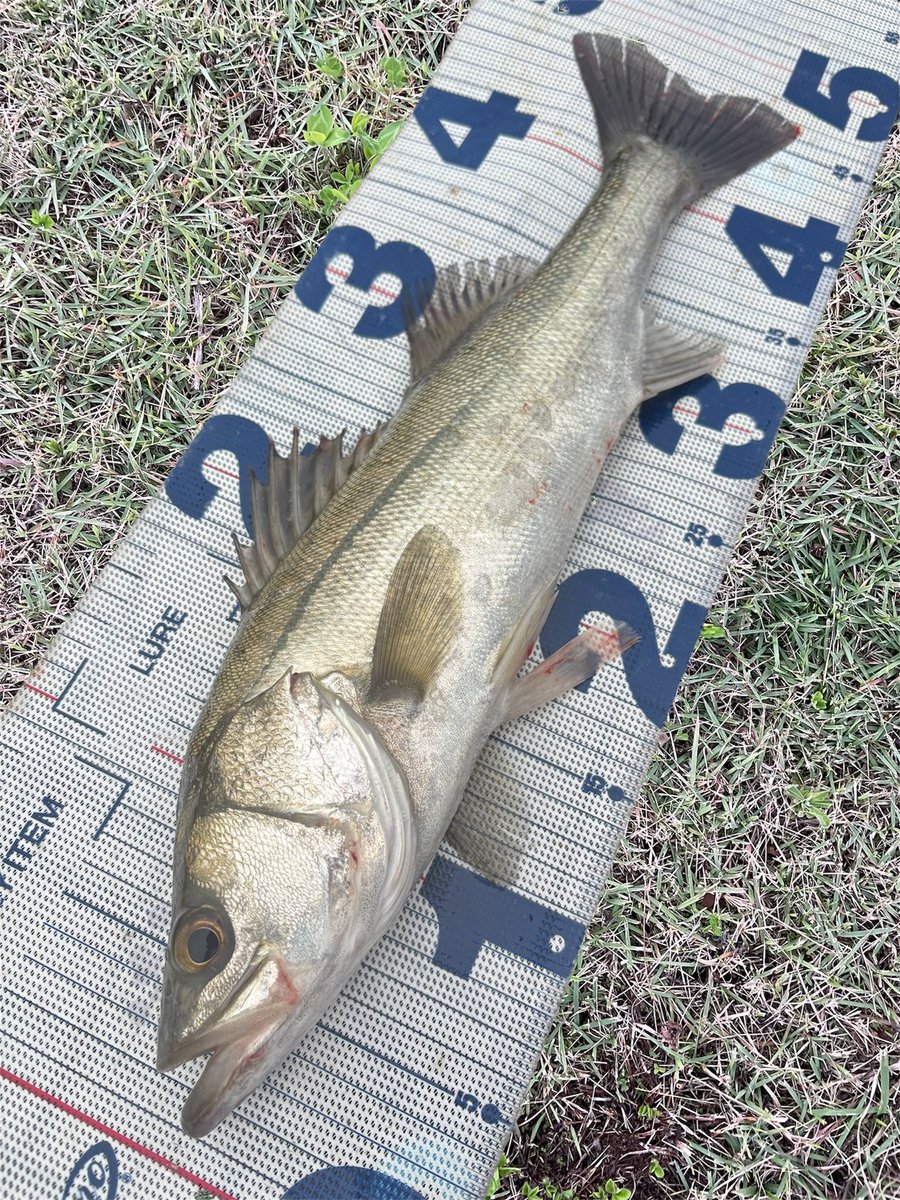 daiP_A_LUNKER's tweet photo. 朝！シーバス✨

#SEABASS
#シーバス
#朝マズメ
#DAIWA
#LATEO96M-R
#PURSUINGALUNKER. https://t.co/PN4RrIM2Ta