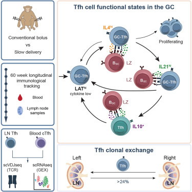 Vaccine-specific Tfh undergo robust early expansion, sustained proliferation, months-long persistence w/o exhaustion, and functional specialization associated with enhanced germinal centers &amp; humoral immunity <a href="/ImmunityCP/">Immunity</a> <a href="/profshanecrotty/">Prof. Shane Crotty</a> <a href="/ljiresearch/">La Jolla Institute</a> 
cell.com/immunity/fullt…