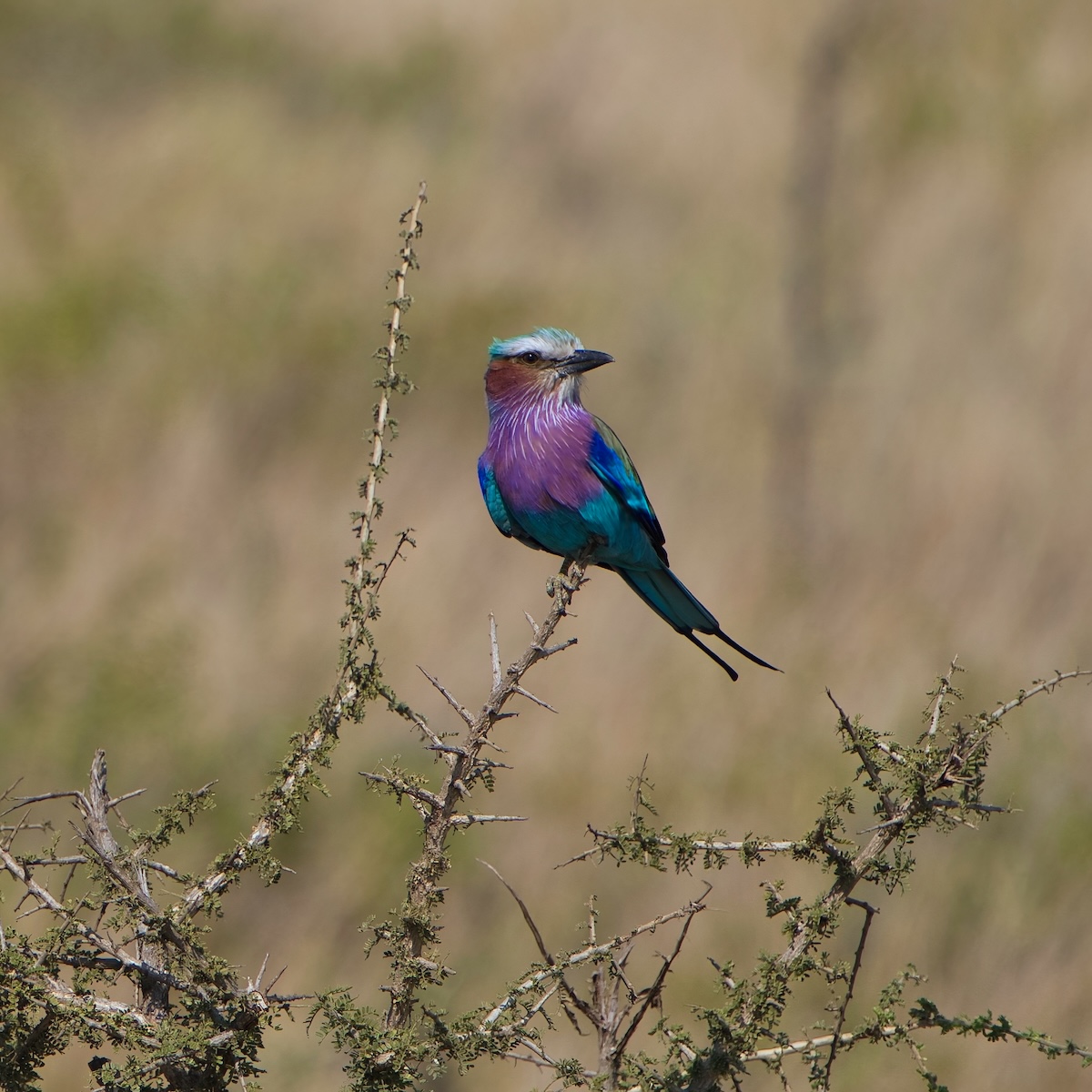 DiaryPianoGirl's tweet photo. Inspired by moments in Tanzania, capturing another new favourite bird, Lilac-Breasted Roller! I definitely became a "Bird-Watcher" on this trip 🙏🏻💃💖🎥 https://t.co/gITYrFUf1W