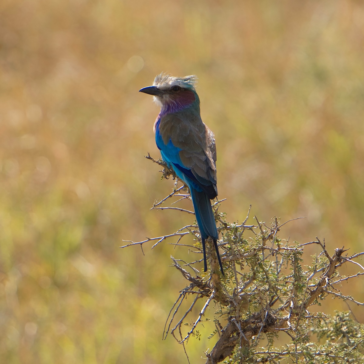 DiaryPianoGirl's tweet photo. Inspired by moments in Tanzania, capturing another new favourite bird, Lilac-Breasted Roller! I definitely became a "Bird-Watcher" on this trip 🙏🏻💃💖🎥 https://t.co/qKqXdObXFC