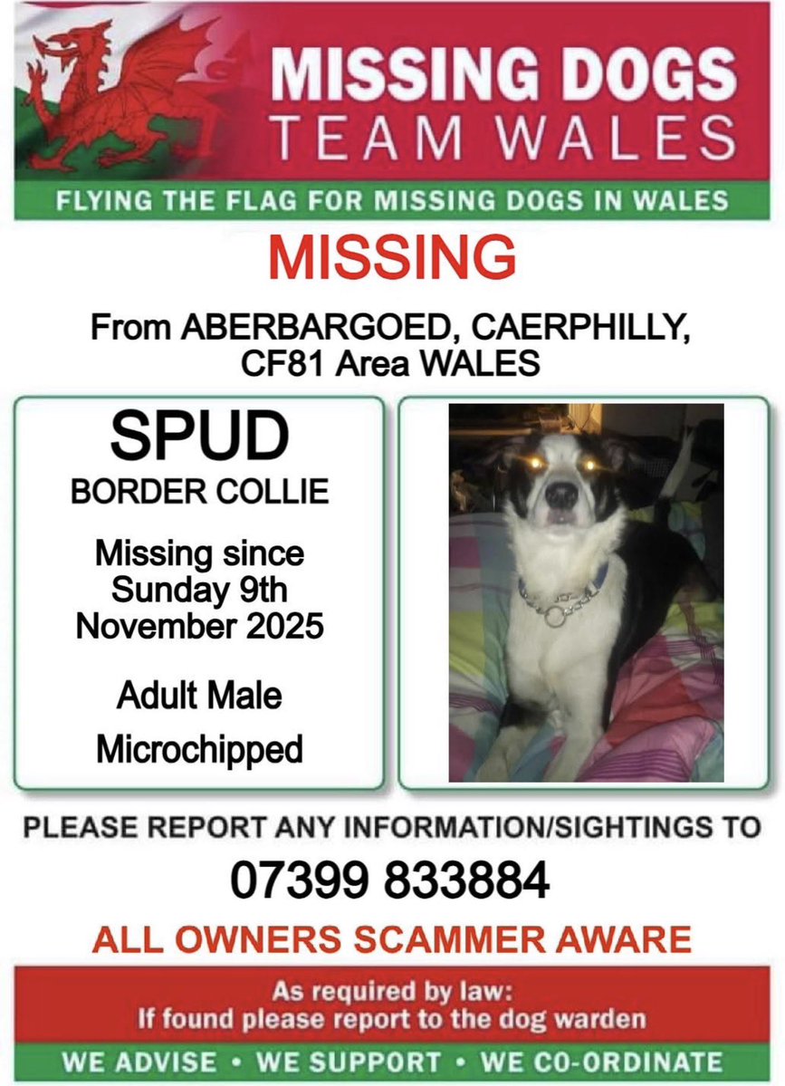 missingdogwales's tweet image. ❗❗#SPUD #BORDERCOLLIE #MISSING From #ABERBARGOED #CAERPHILLY #CF81 Area #WALES❗❗

❗SINCE SUNDAY 9th NOVEMBER 2025.

❗❗PLEASE CALL NUMBER ON POSTER WITH ANY SIGHTINGS/INFORMATION❗❗