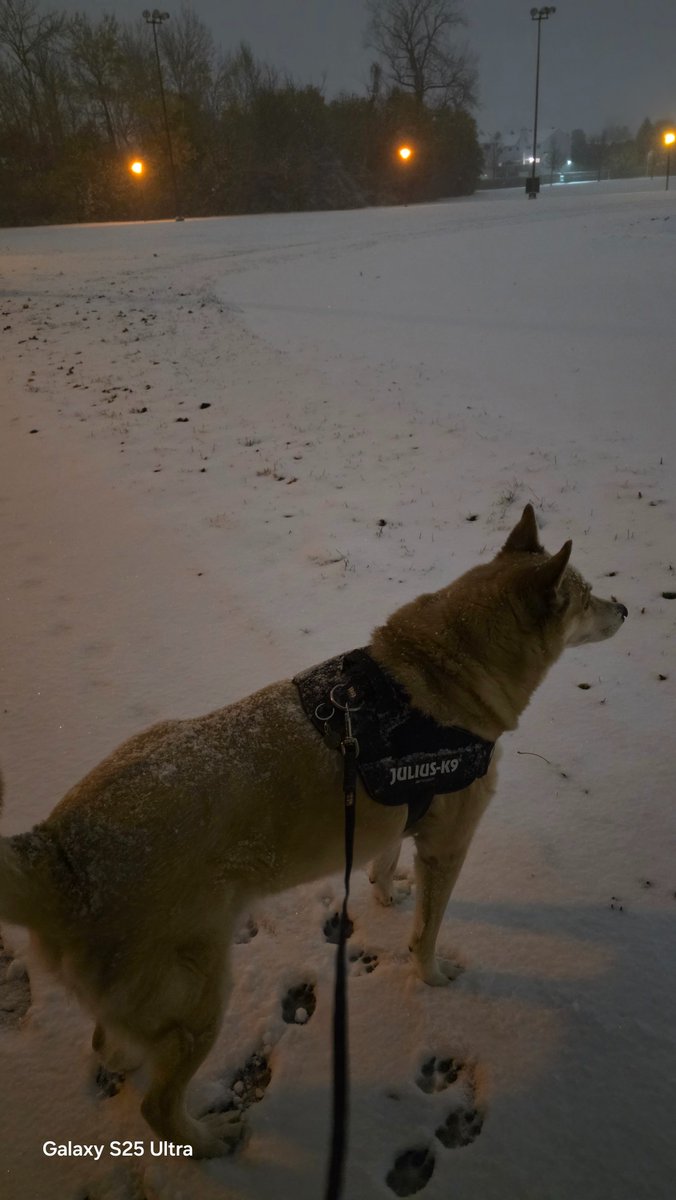 St3v3Mac's tweet image. Walking doggo! First snowfall of this season!