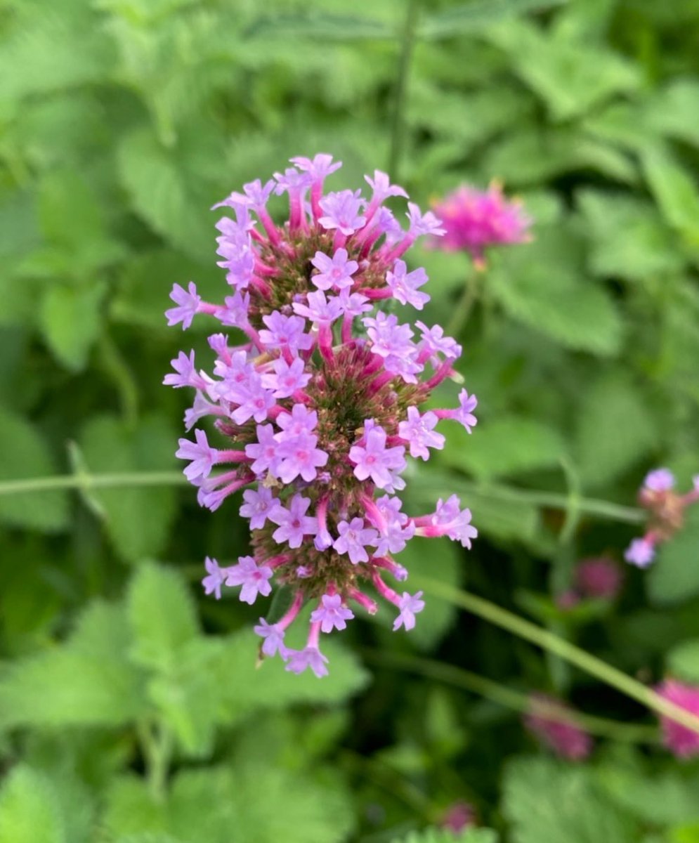 ☆天然石アラカルト☆詰め合わせ☆ユキンコ☆ 楽天市場】セリサイトインクォーツ AAAAA カボション ルース 【最高級