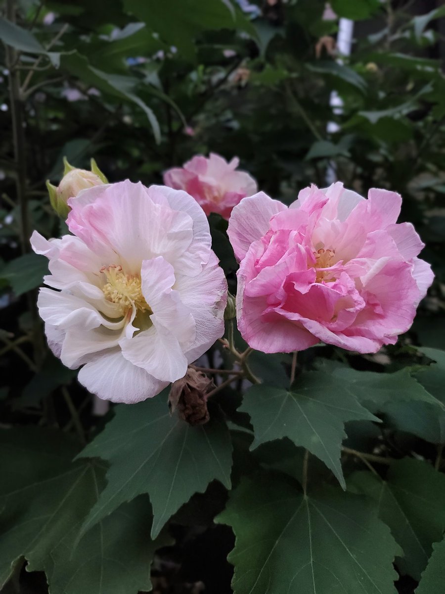 ⚫️⚪️🌸クロシロ🌸⚫️⚪️ on X