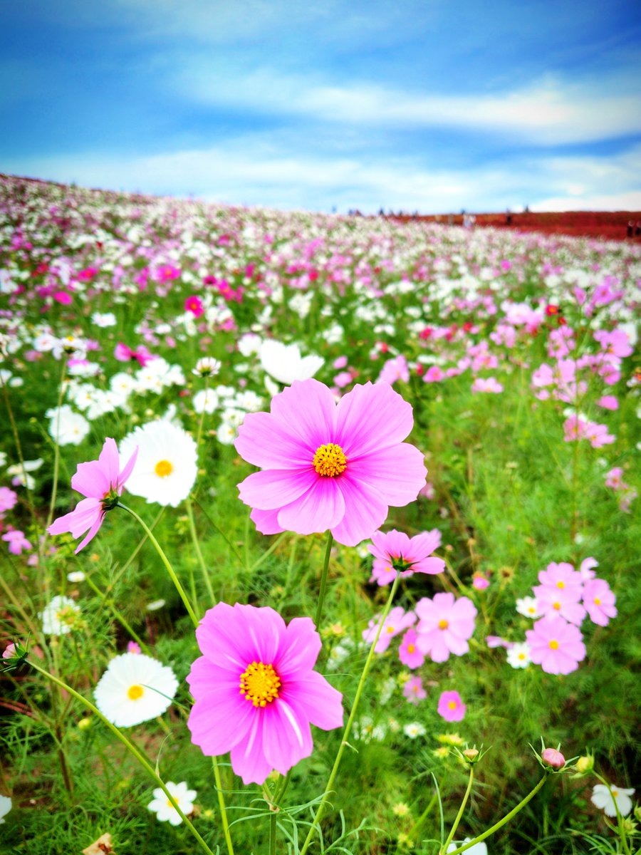 kaede𓂃🍁𓏲𓈒 tweet media