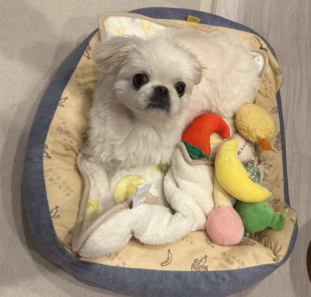 むぎくん (@muuuugi76) / Posts / X